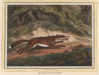 Le renard chassé