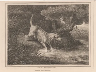 Le chien loutre