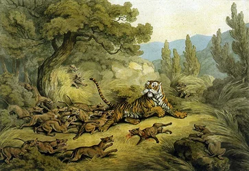 Tigre chassé par des chiens sauvages