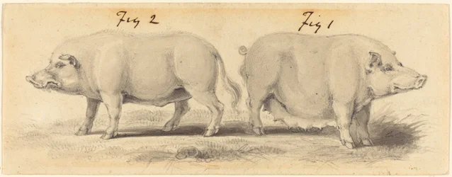 Deux cochons chinois