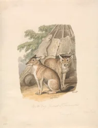 Deux huskies