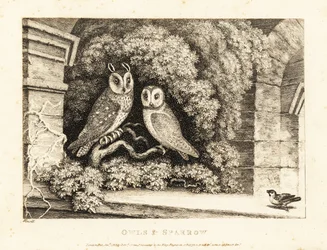 Deux hiboux et un moineau