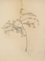 Arbre en fleurs, 1884