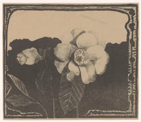 Camélia, à gauche un bouton de fleur