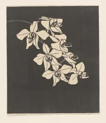 Orchidées