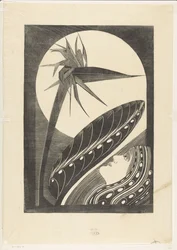 Strelitzia fanée