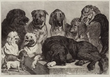 Chiens Primés à l