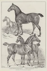 Chevaux primés au Agricultural Hall, Islington