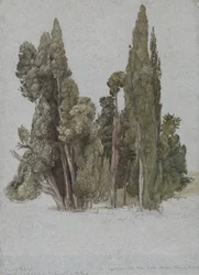Les cyprès à la Villa d