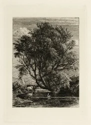 Le Saule