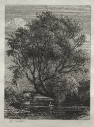 Le saule
