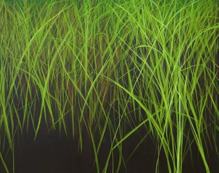 Herbe fraîche, 2016 (acrylique sur toile)