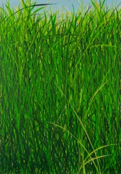 Herbe d