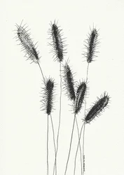 Délicate herbe en épis