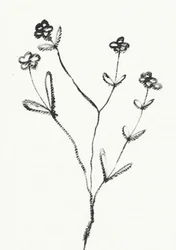 Dessin botanique minimaliste