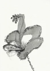 Étude florale monochrome