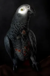 Le perroquet gris majestueux
