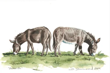 Serre-livres, 2024 (aquarelle sur papier)