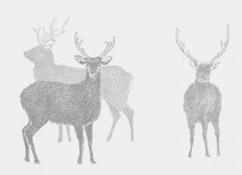 Cerf Sika