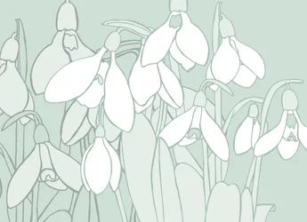 Perce-neige