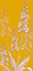 Orchidée araignée