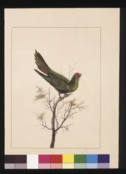 Page 18. Petit perroquet. Maintenant connu sous le nom de loriquet à couronne rouge, vers 1789-90
