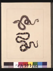 Page 21. Serpents n°1 et n°2. Maintenant connus sous le nom de jeune serpent diamant et de Bandy bandy, vers 1789-90