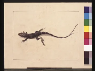 Page 31. Lézard muricé. Maintenant connu sous le nom de Dragon des arbres, c.1789-90
