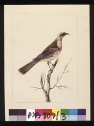 Page 3. Bouton, Guêpier à front blanc : Signé l.c. Sarah Smith. Maintenant connu sous le nom de Friar bird, vers 1789-90