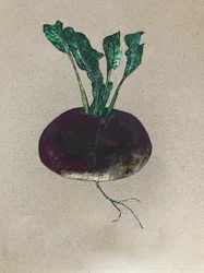 Navet, 2024 (huile sur toile)