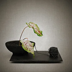 Caladium et fil noir