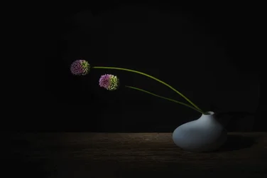 Floraisons d