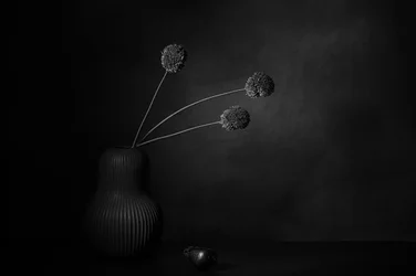 Quiétude florale sombre