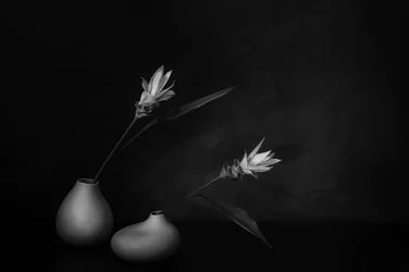 Sérénité florale monochrome