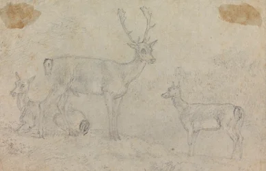 Un cerf et deux biches