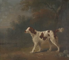 Un Setter au Bord d