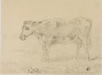 Vache