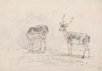 Biche et cerf