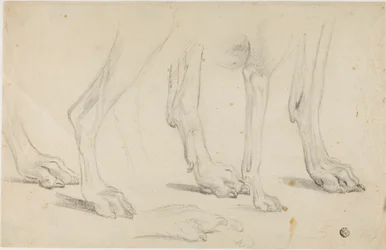 Pattes de chien
