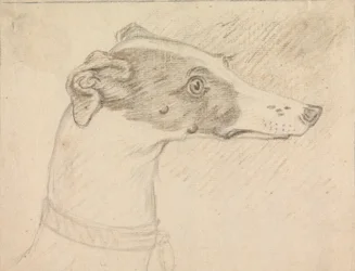 Portrait de tête de lévrier