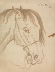 Tête de cheval