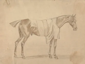 Cheval habillé d
