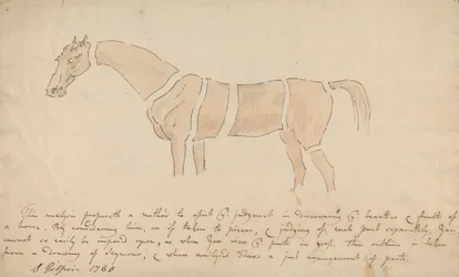 Parties du cheval bien proportionné