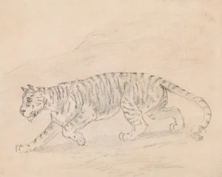 Tigre