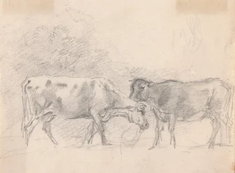 Deux vaches broutant