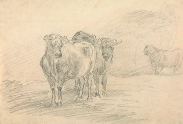 Deux vaches sur une colline