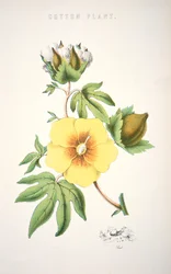 Une plante de coton
