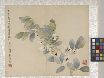 Album de 8 feuilles de fleurs, milieu des années 1700