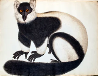 Lémur à crinière noire et blanche, des 