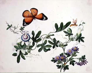 Fleur de la passion et papillon
